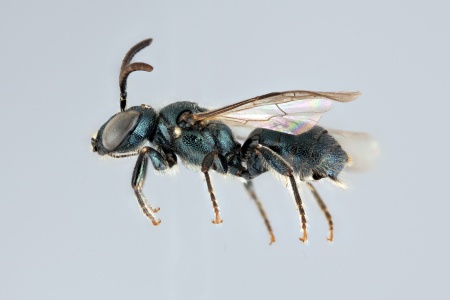 [Ceratina mikmaqi male (lateral/side view) thumbnail]